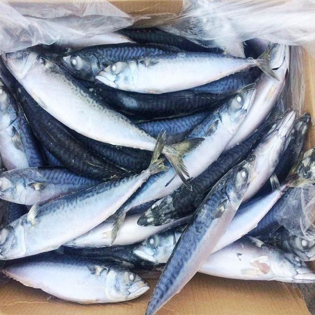 Frozen Mackerel Fish Whole Cleaned Seafood Offering With Excellent Nutritional Profile And Reliable Supply Capacity - Image 3