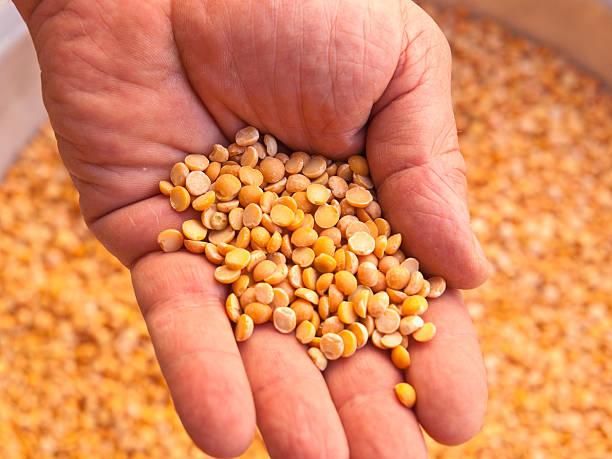 Premium Export Quality Yellow Lentils (Whole/Split) — Bulk Supply for Food Processing & Retail - Image 5