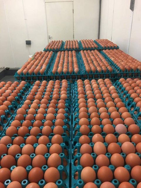 Fresh Brown Table Eggs Chicken Eggs / Fresh Chicken Table Eggs Brown and White - Image 4