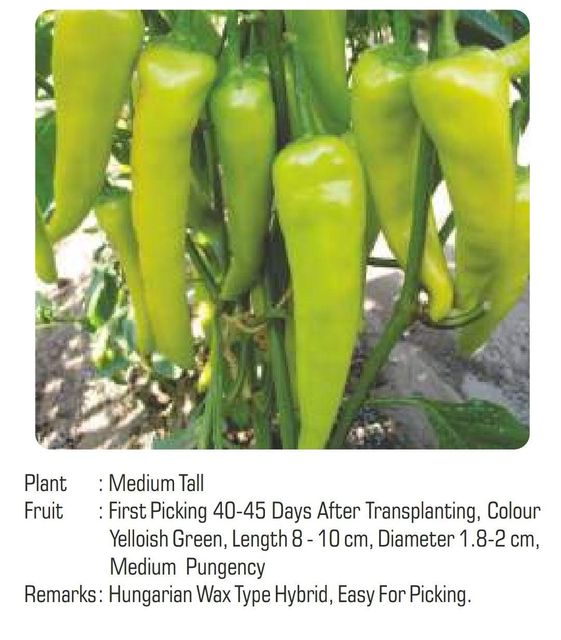Hot pepper Variety Hybrid Germination Rate 95+ Place of Origin India Number Of Hybrids More Than 34 Certification Phytosanitary certificate - Image 4