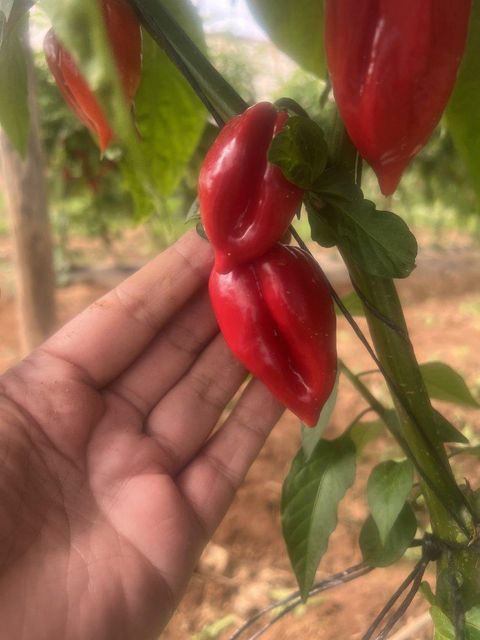 PEPPER HABANERO - Image 3