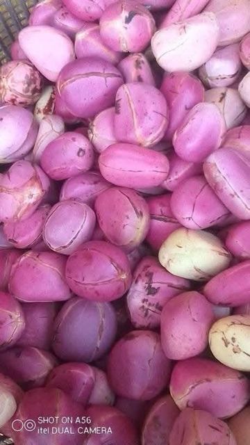 Kola Nuts Origin Cameroon Ash Content 2.5 % Hs Code 0802.90.00 Fats Content 1 – 2 % Protein Content 2 – 4 % Size 3–6 Cm In Diameter - Image 2