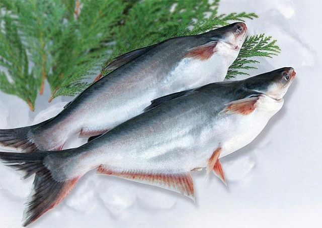 Frozen Pangasius Fillets Well-trimmed, natural white/light pink - Image 4