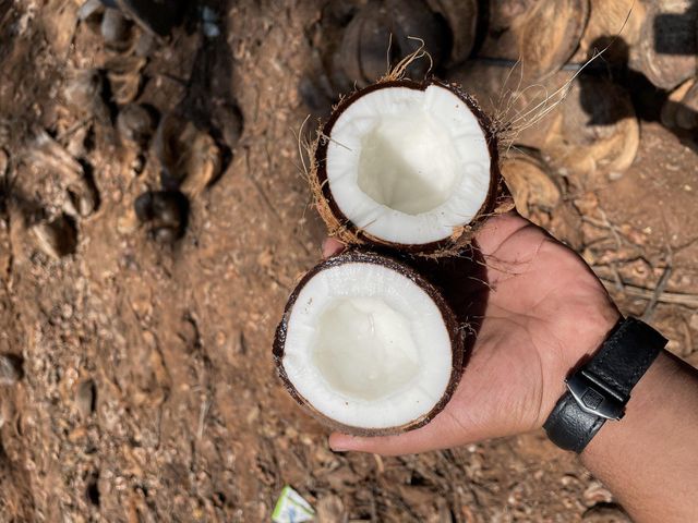 Semi Husked Fresh Coconut – product photo 2, product detail gallery