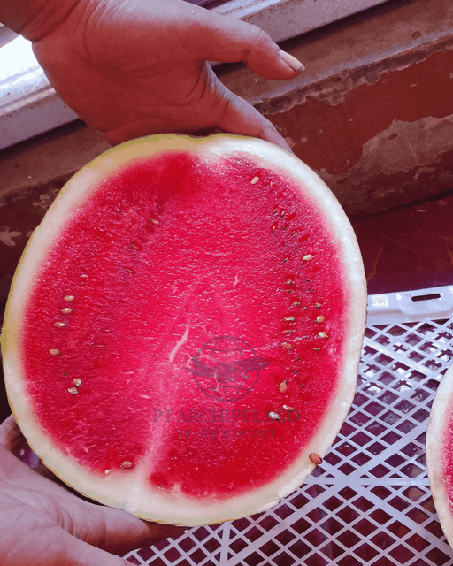 watermelon / Indonesian watermelon / tropical fruit Color Green Packaging by request - Image 3