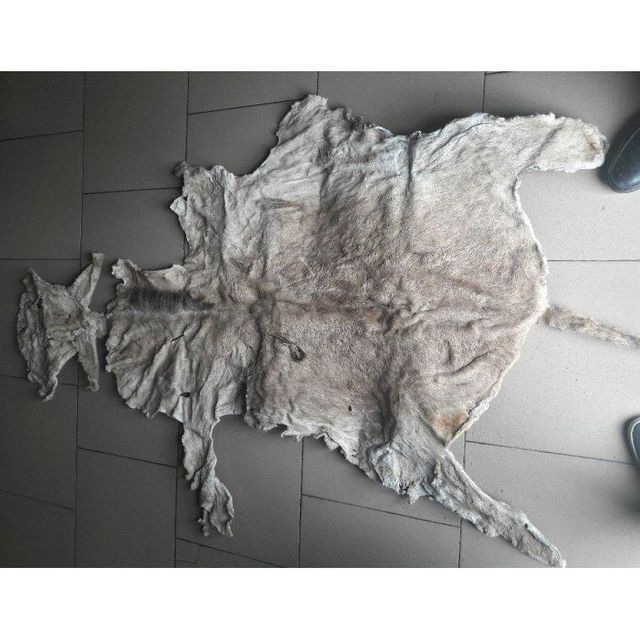 Wet Salted Donkey Hide Premium Preserved Raw Donkey Hide for Leather Processing. - Image 4