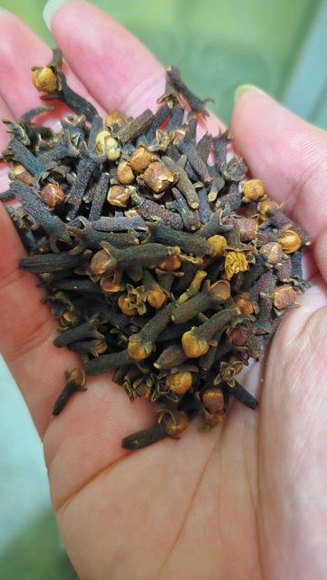 Whole Clove - Image 3