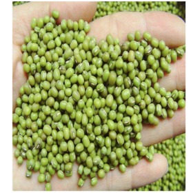 Green Mung Beans / Vigna Mung Beans Premium Quality Conventional Natural Mung Beans Green - Image 3