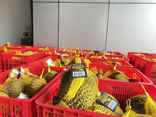 IQF Monthong/Ri6 Durian Year-around Season Seed Or Seedless Organic Whole Shape Vacuum Pack Frozen Durian from Vietnam - Image 5