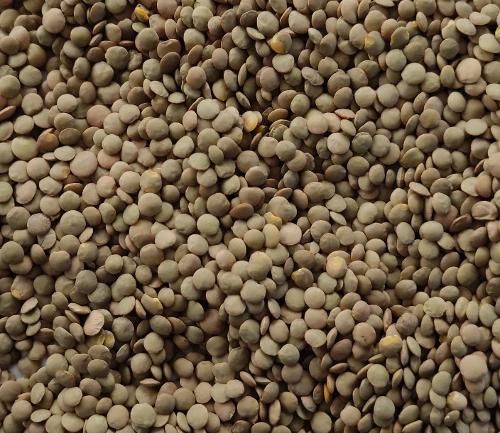 Green Lentils - Image 1