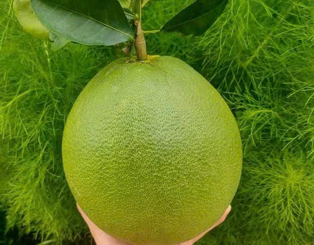 BEN TRE VIETNAMESE GRAPEFRUIT Color vỏ ngoài màu xanh tự nhiên Place of Origin bến tre việt nam Feature trái cây tươi , sử dụng ngay dùng làm nước ép  bưởi , ăn trực tiếp - Image 3