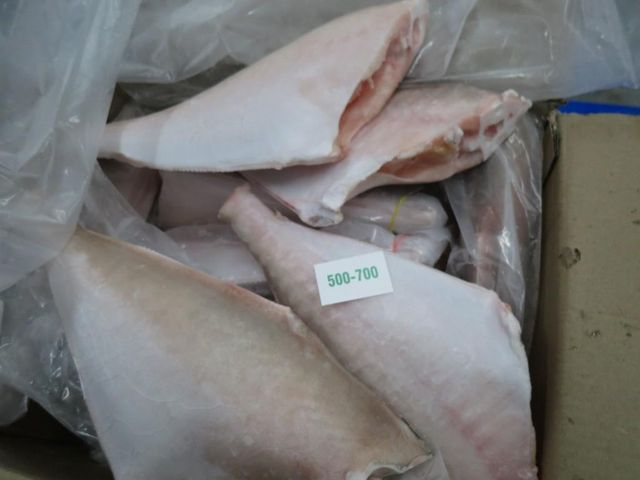 Frozen Leather Jacket Fish HGT (Headless, Gutted & Tail-Off) | Supplier & Exporter India | Bulk Wholesale Seafood – product photo 3, product detail gallery