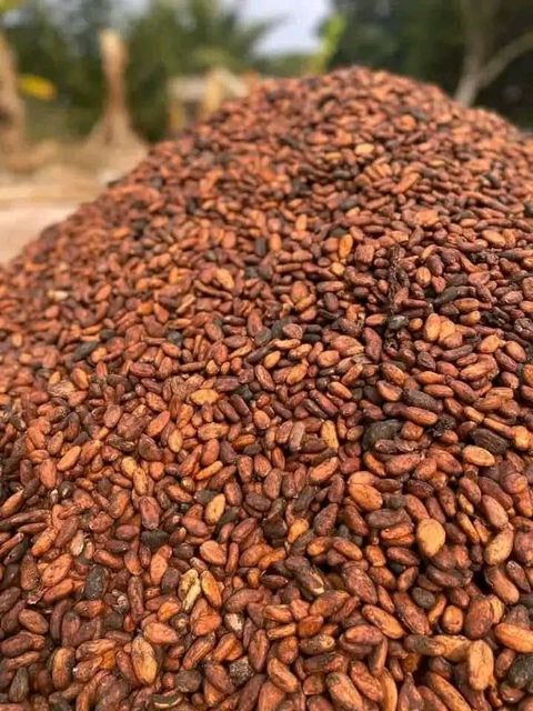 Well fermented dried cocoa beans Origin Cameroon Bean Type Forastero, Trinitario Degree of Processing Raw, Roasted Packaging 50kg jute bags with inner plastic lining - Image 3