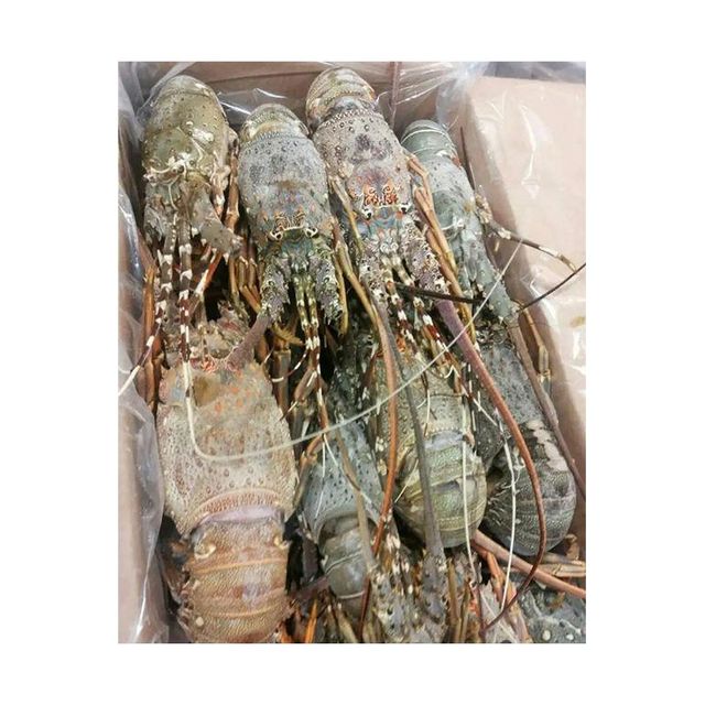 Frozen Fresh Lobsters Wild Caught Selection Featuring Rich Texture Excellent Size Range And Strong Buyer - Image 3