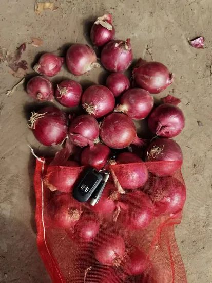 Fresh Small Size Red Onion with Best Quality Color Red Type Fresh Origin China Shape Oval,Flat Trademark Manhing HS Code 0703101000 - Image 6