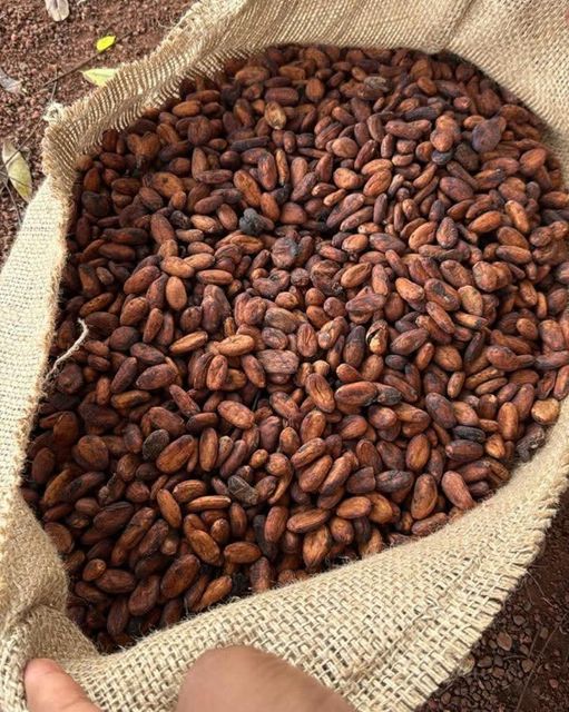 Cocoa,Cashew,Cassava Chips & All Oil(Palm Oil,Palm Olein,Soya Oil, - Image 5