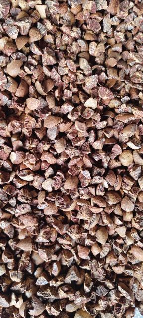 Betel Nut - Image 1
