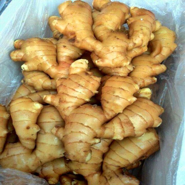 Fresh Ginger Premium Export Roots With High Freshness And Strong Flavor For Wholesale Buyers - Image 3