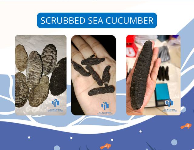 Dried Sea Cucumber Form Whole Drying Method Direct Sunlight Purity Clean From Dust And Sand Origin Indonesian, Indonesian Sea - Image 3