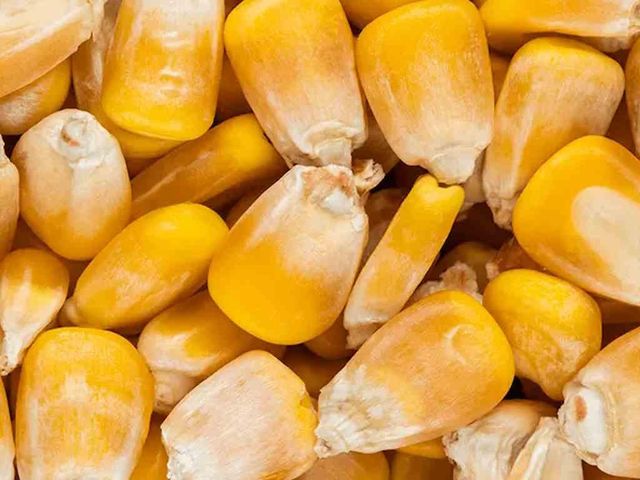 YELLOW CORN MAIZE GMO FREE Packaging BULK Max. Moisture (%) <14 Impurities Less Than 1% Delivery Time 45-60 Days Shelf Life Up To 24 Months - Image 2