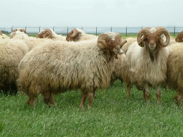 Wholesale live awassi sheep for sale Grade Top Packaging Bulk Type Live Awassi Sheep Disease Resistance Strong Milk Quality High-quality - Image 2