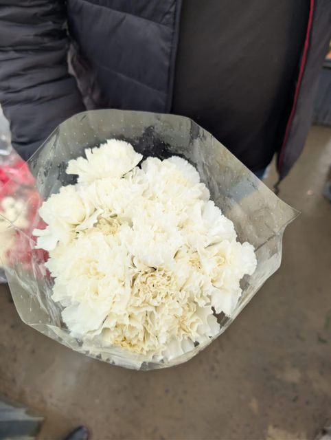 Carnations Fresh cut premium colombian 75cm + select fancy - Image 1