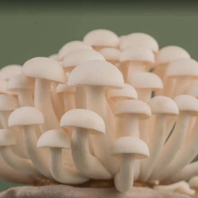 Canned Mushroom Canned 400g Mushroom Hot Sale Canned Champignon Mushroom Slice in China +255787979235 - Image 1