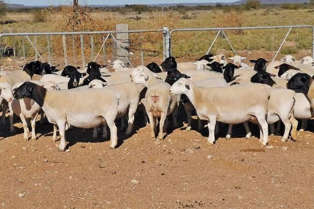 Live sheep , & Live Goats , & cattle ( steers and cows), calf ( young ) For Sale and Ready  For Export Worldwide - Image 3