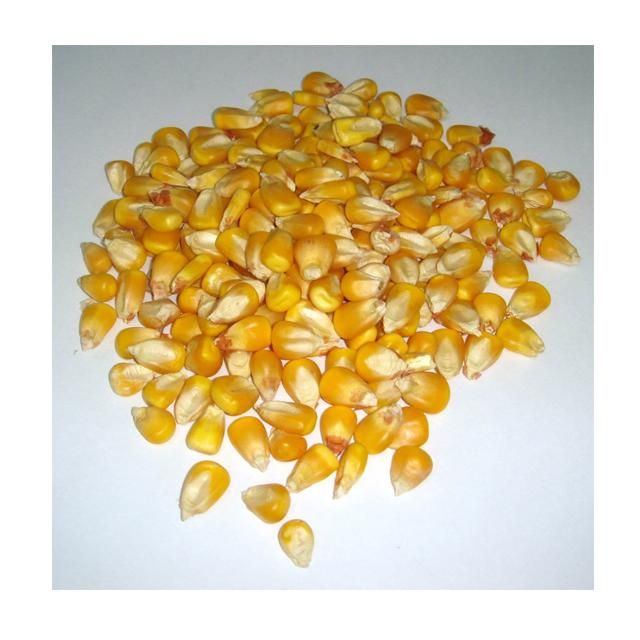Common Cultivate Poultry Feed Yellow Corn Suppliers Yellow Maize for Animal - Image 4
