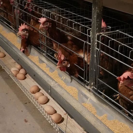 Automatic Layer Battery Cages for Poultry Farming Reliable Manufacturer - Image 3