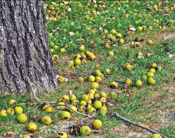 Organic Walnut For Human - Image 3