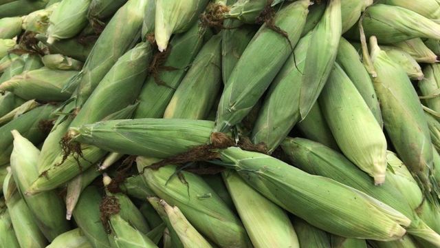 Corn Texture Natural Purity 100% Natural, No Preservatives Certifications Haccp And Gmp Food Certification Shelf Life Long Shelf Life With Maintained - Image 1