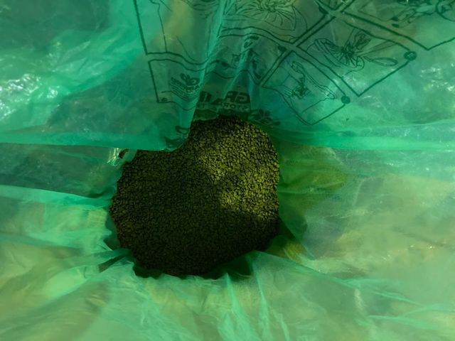 Ethiopian Arabica Coffee Bean Origin Ethiopia Features Organic Moisture Content 10–12% Coffee Type 100% Arabica Packaging 60 Kg Jute Bags - Image 1