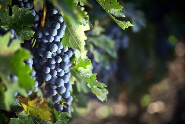 Wild Feteasca Neagra 2023 14%Alc still dry wine Color Dark Ruby Red Shelf Life Unlimited Variety Fetească Neagră Aftertaste Long And Velvety - Image 2