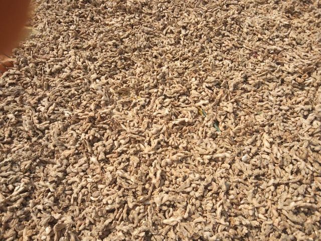 Indian Fresh Ginger – High Oleoresin & Strong Aroma Quality;Soil-Free, Machine-Washed, Ready for Export; - Image 4