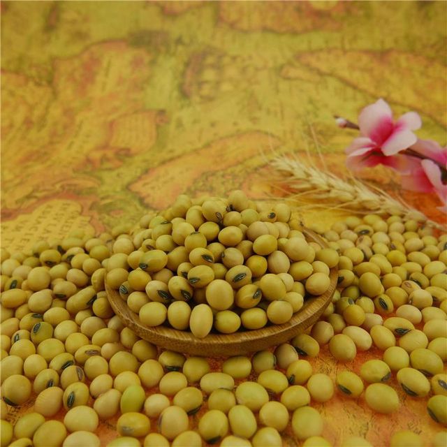 Wholesale Nihewan Organic Non-Gmo Soyabean Yellow Soybean Soja Soya Beans - Image 3