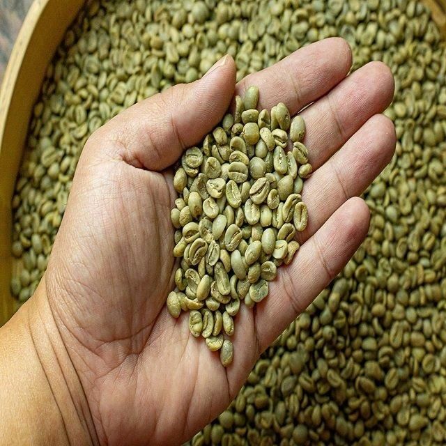 Bulk Green Raw Coffee Beans Unroasted Arabica and Robusta for Export from Vietnam Manufacturer - Image 2
