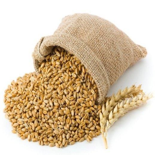 Wholesale Organic Whole Wheat Grain For Sale In bulk Quality AA Shelf Life 2 years Brand Name wheat grains Packaging Details 25kg bags - Image 5