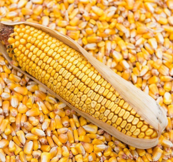Top Selling Non GMO Yellow Maize Corn/ Yellow Corn & White Corn/Air Dried Yellow Maize Corn for Sale - Image 4