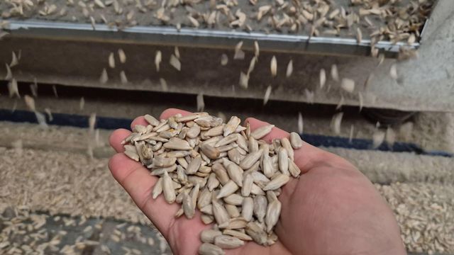 Sunflower Kernel Premium Quality - Image 1