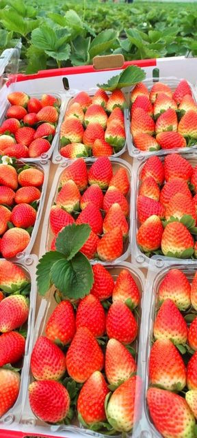 Strawberry – product photo 4, product detail gallery