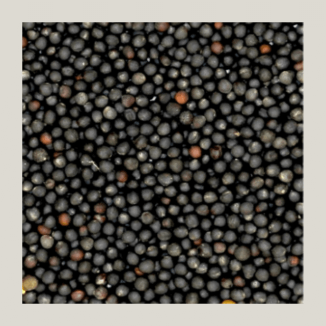 Rapeseed available in bulk quantities with reliable international shipment - Image 3