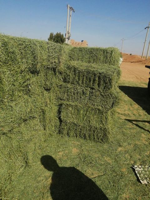 premium Alfafa Hay for Animal Feeding Stuff Alfalfa - Alfalfa Hay /Alfalfa Hay pellets - Image 1