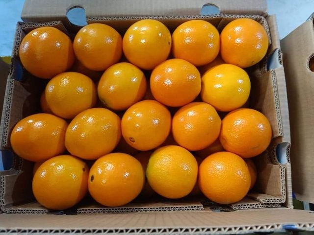Quality Fresh Navel Orange for sale Organic Yes Variety Navel Texture Thin Skin Flavor Sweet Flavor Primary Use Juicing Color Vibrant Orange - Image 4
