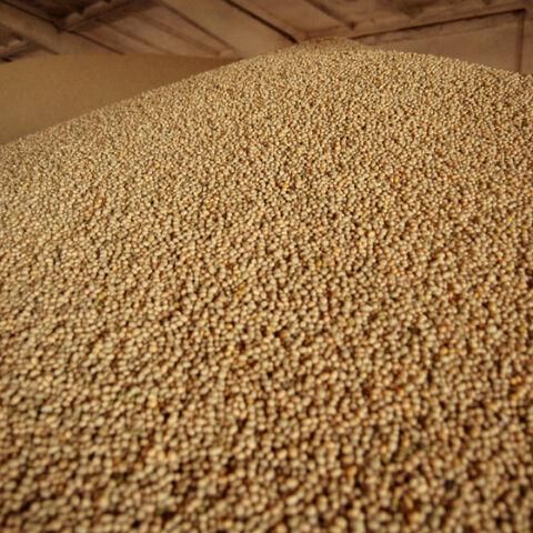 Wholesale Premium Soybean for export - Image 3