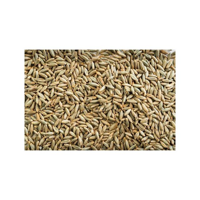 Bulk rye grain wholesale for bakeries and animal feed markets - Image 3