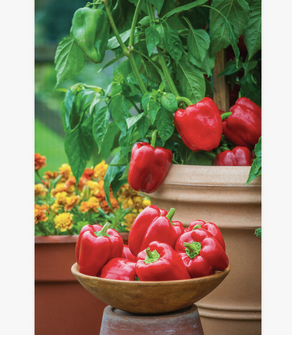 Wholesale Fresh Red Chili Pepper Superior High Quality Pepper / Green Chili Pepper. Cheap sales. Habanero pepper - Image 3