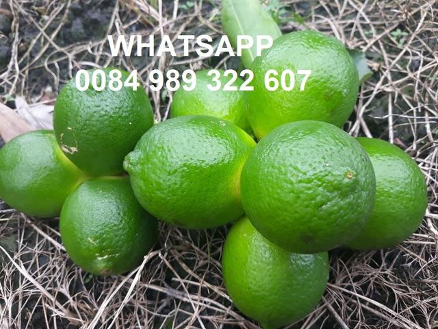 Vietnam seedless fresh lemon / fresh lime - Wholesale for lemon extract / lime essential oil - High quality Citrus Fruit - Image 6