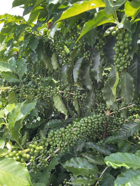 Brazil Rio Minas Arabica Green Coffee Beans, Screen 14/16, Minas Gerais Origin, 60 kg Bags – product photo 3, product detail gallery