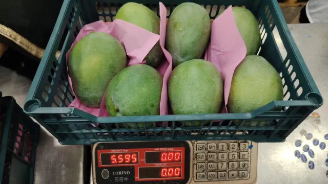Mango kit - Image 3